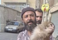 حادثهای عجیب در تبریز ؛ هجوم میمونهایی به قلب تبریز! حادثهای عجیب در تبریز ؛ هجوم میمونهایی به قلب تبریز!