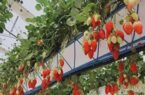توسعه کشت‌های گلخانه‌ای در دستور کار قرار گرفته است.