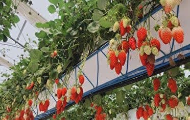 توسعه کشت‌های گلخانه‌ای در دستور کار قرار گرفته است.