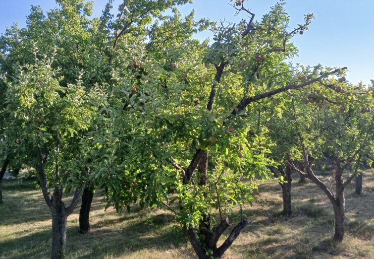 باغات قلعه زنوزق (ماسوله آذربایجان)