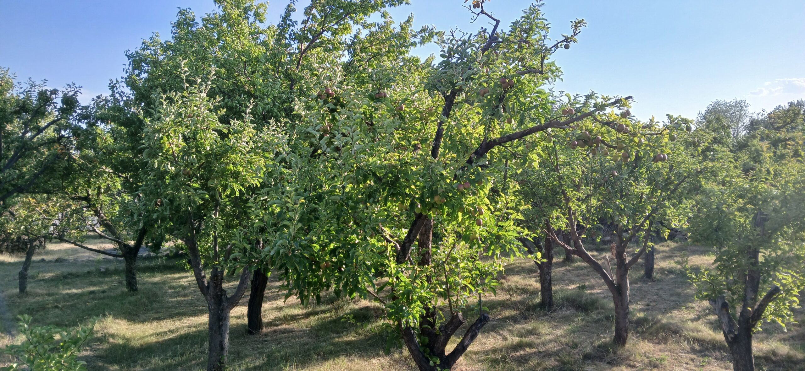 باغات قلعه زنوزق (ماسوله آذربایجان)
