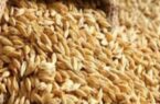 کشف گندم قاچاق در بازرسی پلیس آگاهی مراغه