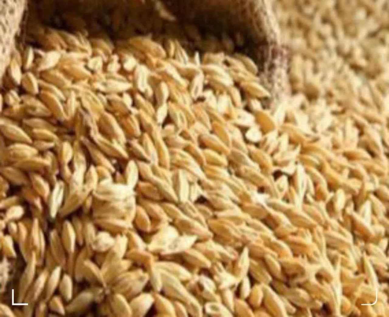 کشف گندم قاچاق در بازرسی پلیس آگاهی مراغه