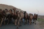 ♻️ پرورش شتر در روستای شور درق مرند
