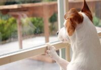 🔴 با شکایت همسایه بساط سگ از آپارتمان جمع میشود.