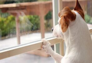 🔴 با شکایت همسایه بساط سگ از آپارتمان جمع میشود.