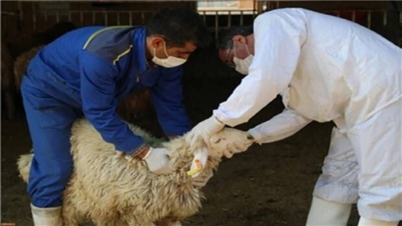 هشدار درباره ذبح غیربهداشتی دام در عید قربان